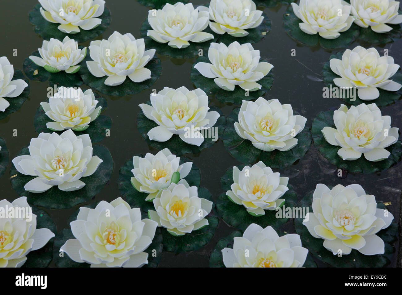 Seerose Waterlily weiße Lotusblüte Stockfoto