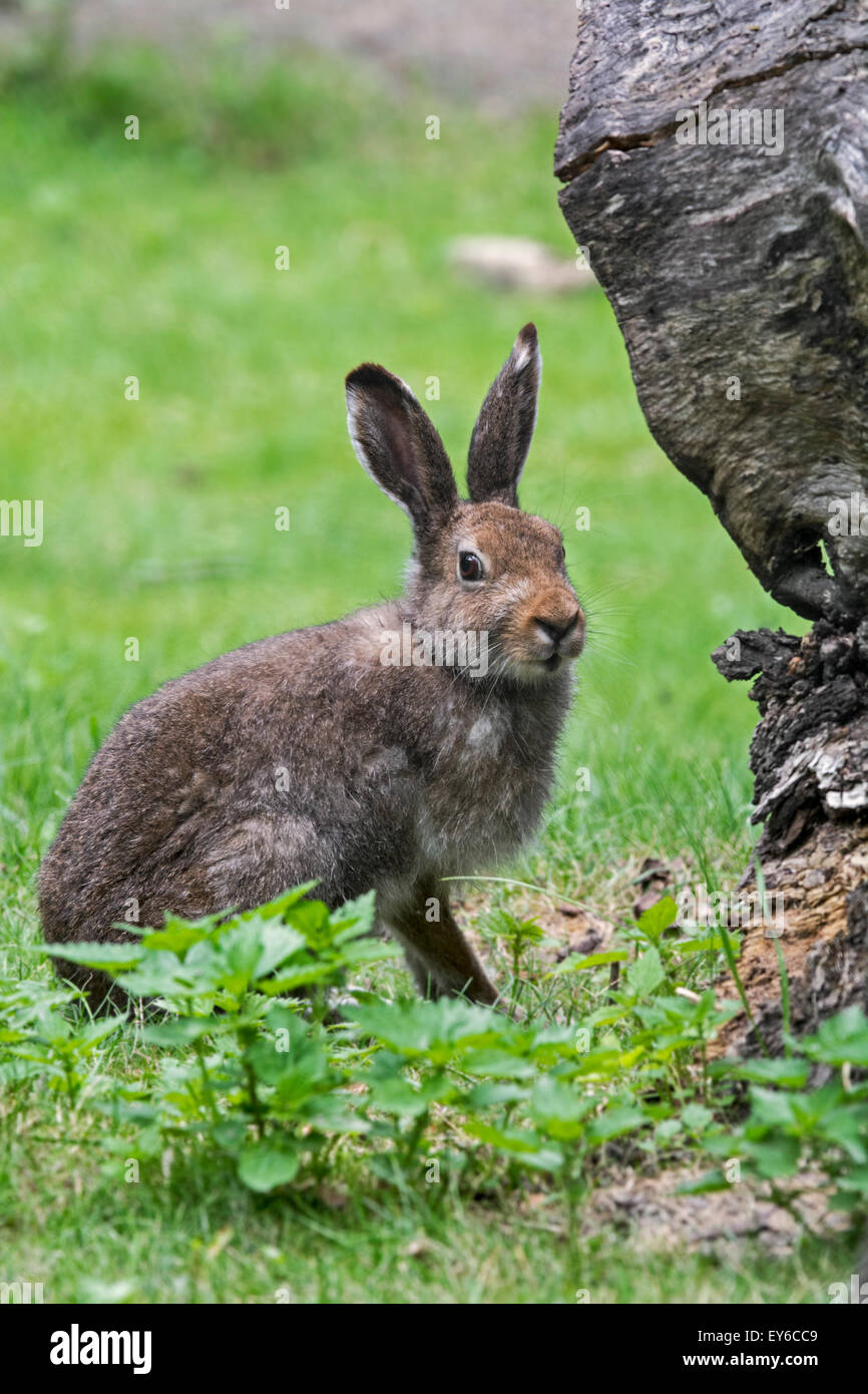 Schneehase (Lepus Timidus) im Sommer Fell Stockfoto