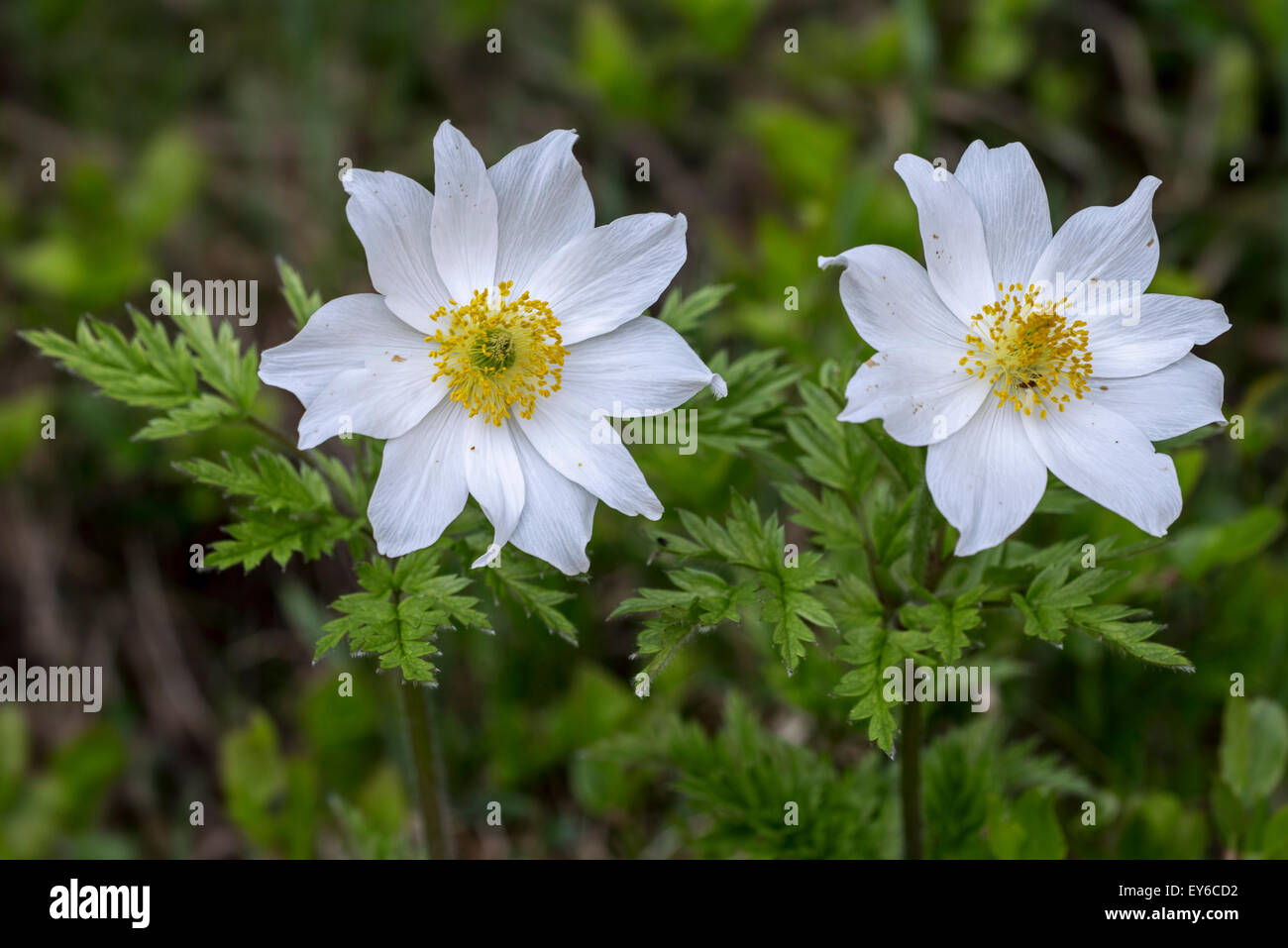 Alpine Küchenschellen / Alpine Anemonen (Pulsatilla Alpina) in Blüte Stockfoto