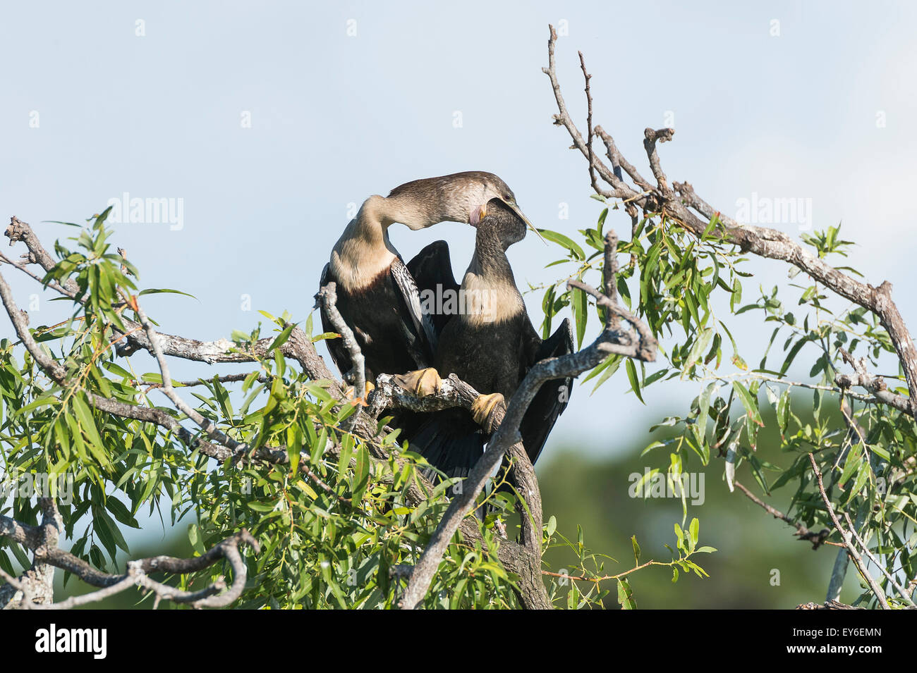 Anhinga Fütterung ein Jungtier in Venedig Rookery, South Tamiami Trail, Venice, Florida, USA Stockfoto