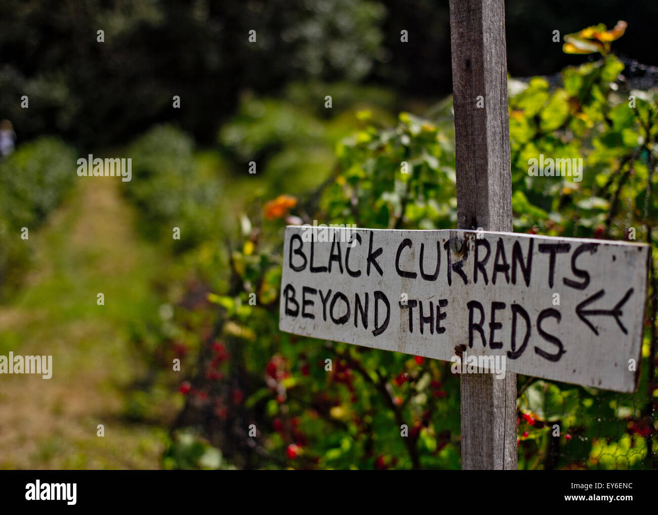 Wählen Sie Ihr eigenes - über die roten Zeichen, Fruit Farm, UK © Clarissa Debenham / Alamy Stockfoto