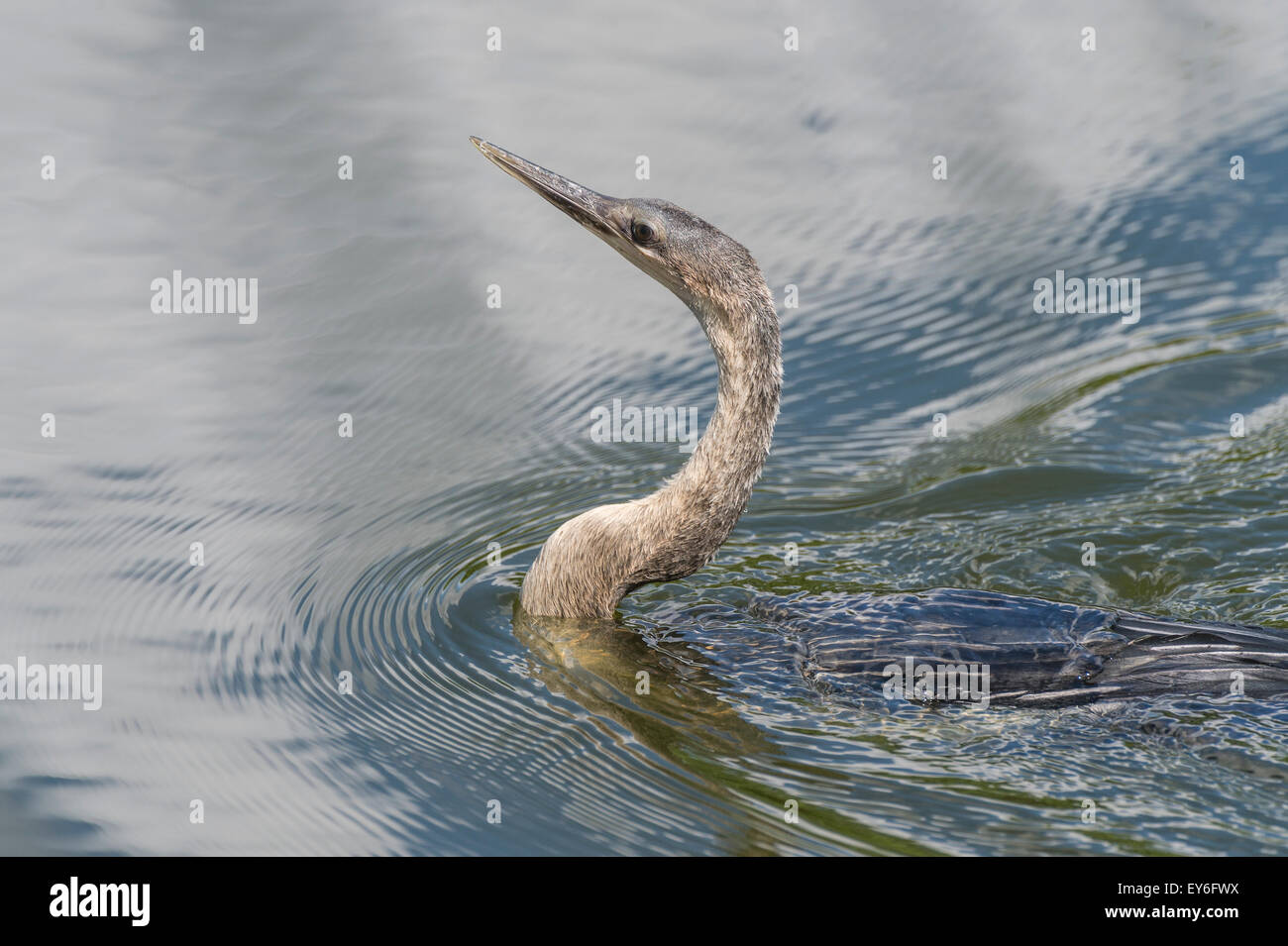 Anhinga schwimmen an Venedig Rookery, South Tamiami Trail, Venice, Florida, USA Stockfoto