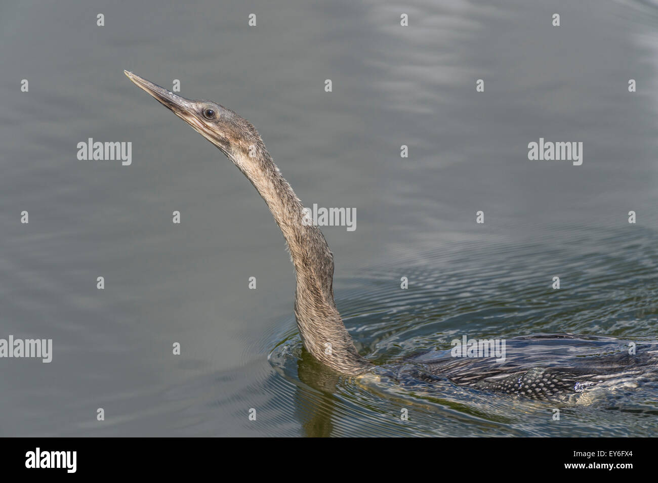 Anhinga schwimmen an Venedig Rookery, South Tamiami Trail, Venice, Florida, USA Stockfoto