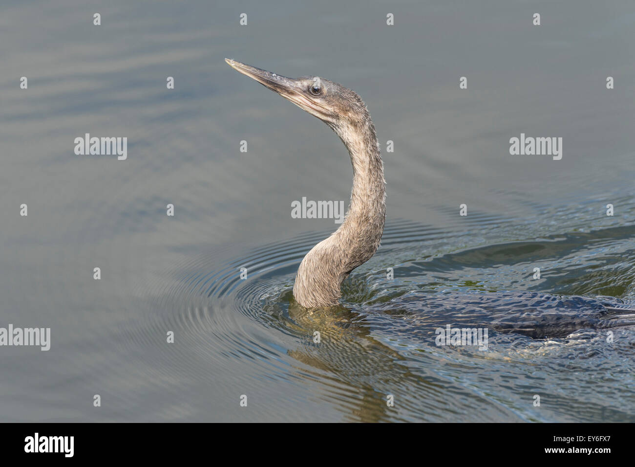 Anhinga schwimmen an Venedig Rookery, South Tamiami Trail, Venice, Florida, USA Stockfoto