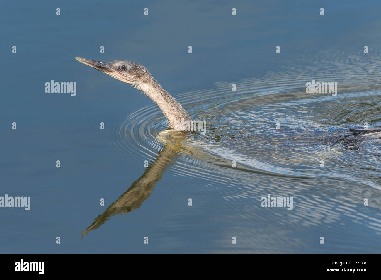 Anhinga schwimmen an Venedig Rookery, South Tamiami Trail, Venice, Florida, USA Stockfoto