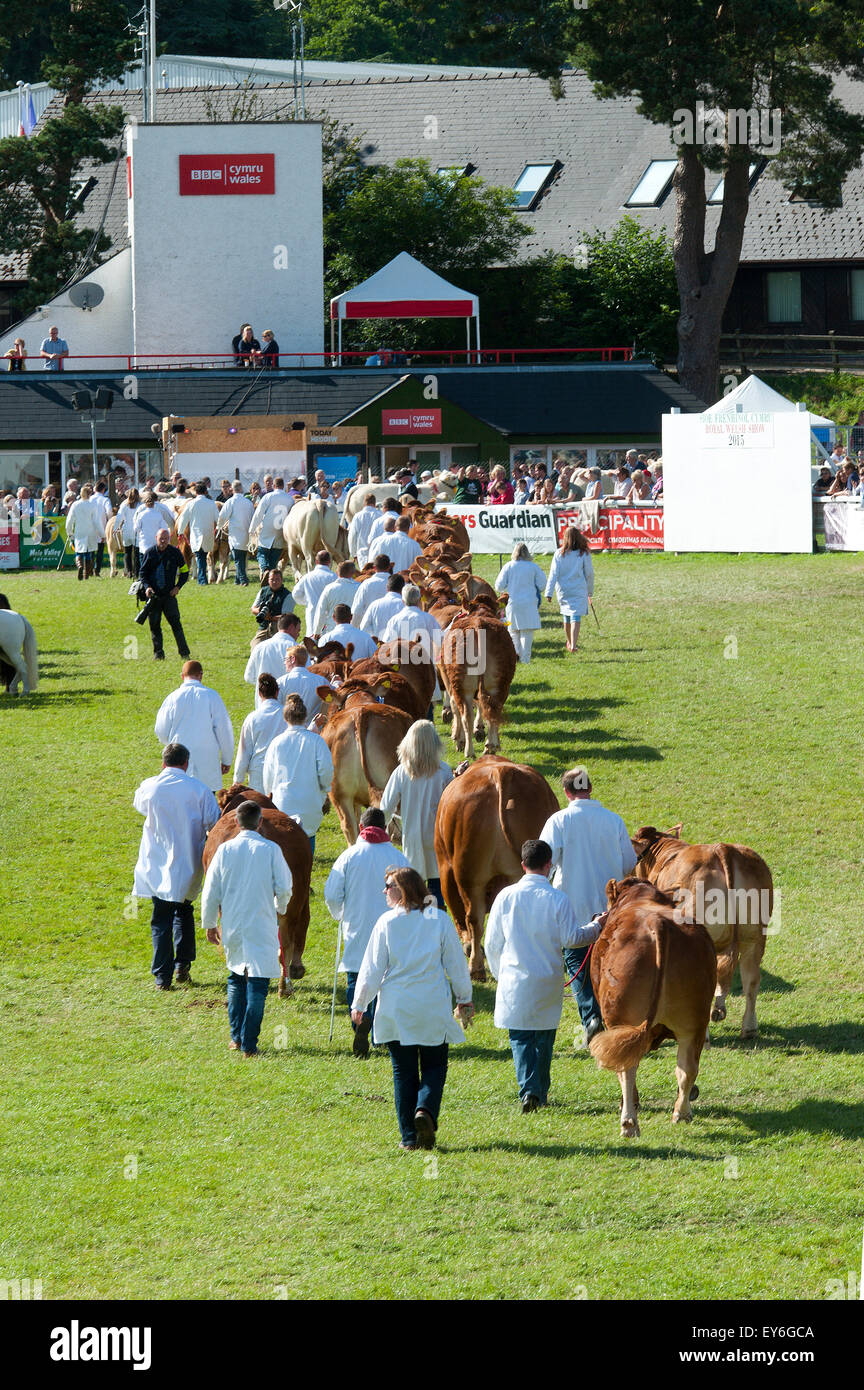 Llanelwedd, Powys, UK. 22. Juli 2015. Nach einem feuchten Start auf den dritten Tag des Erscheinens wurde es warm und sonnig, da der Parade-Preis gewinnen bestand in der Main-Ring stattfindet. Die Royal Welsh Show wird als der größte & renommiertesten Veranstaltung ihrer Art in Europa gefeiert. Mehr als 200.000 Besucher erwartet diese Woche über die viertägige Show Zeitraum - 2014 sahen 237.694 Besucher, 1.033 Alpakas & ein Datensatz 7.959 Vieh Aussteller. Die erste show jemals war bei Aberystwyth in 1904 und zog 442 Vieh Einträge. Bildnachweis: Graham M. Lawrence/Alamy Live-Nachrichten. Stockfoto