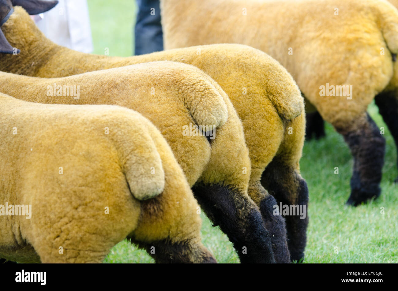 Schwänzen von Schafen auf landwirtschaftliche Messe erwartet nach zu urteilen. Stockfoto