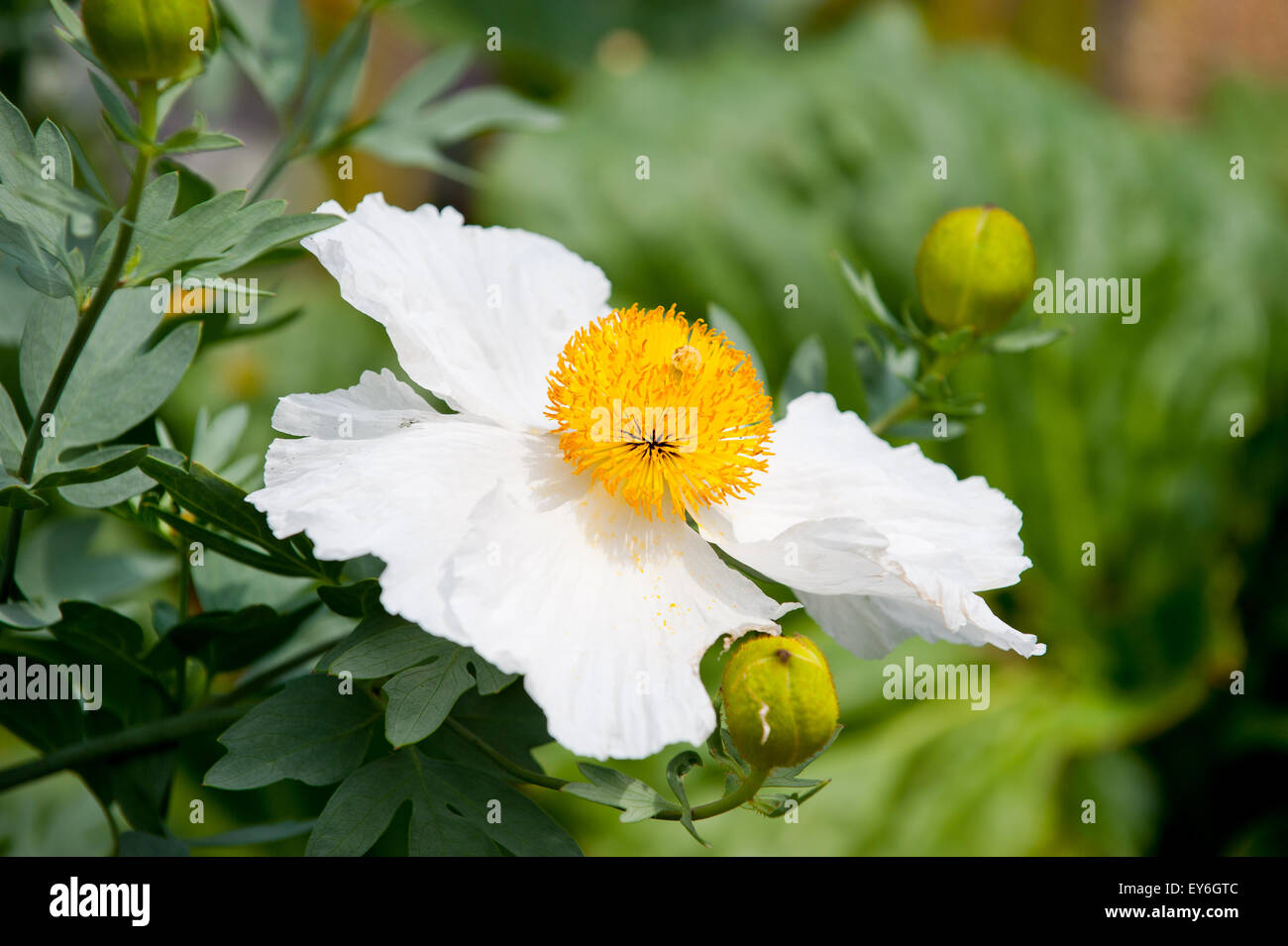 PUA Kala (buchstäblich grobe Blume) ist ein Mitglied der Familie Mohn (Papaveraceae) Stockfoto