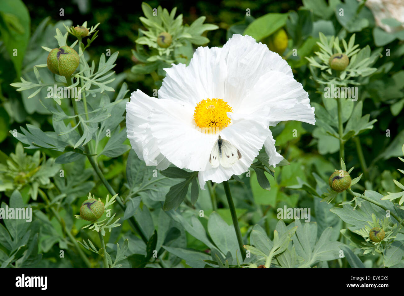 PUA Kala (buchstäblich grobe Blume) ist ein Mitglied der Familie Mohn (Papaveraceae) Stockfoto