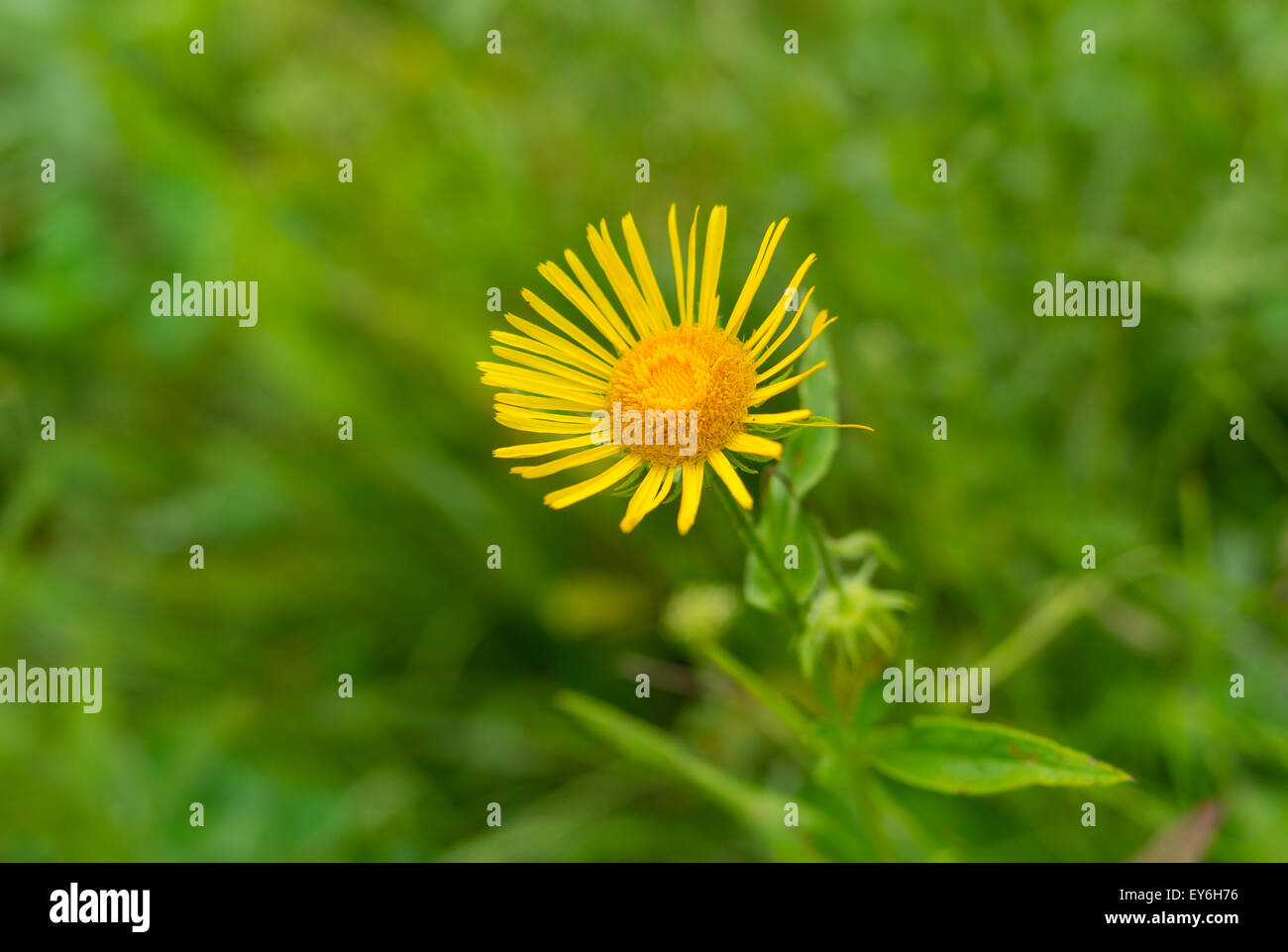 Inula Helenium Blume in einem wilden Sommerwiese Stockfoto