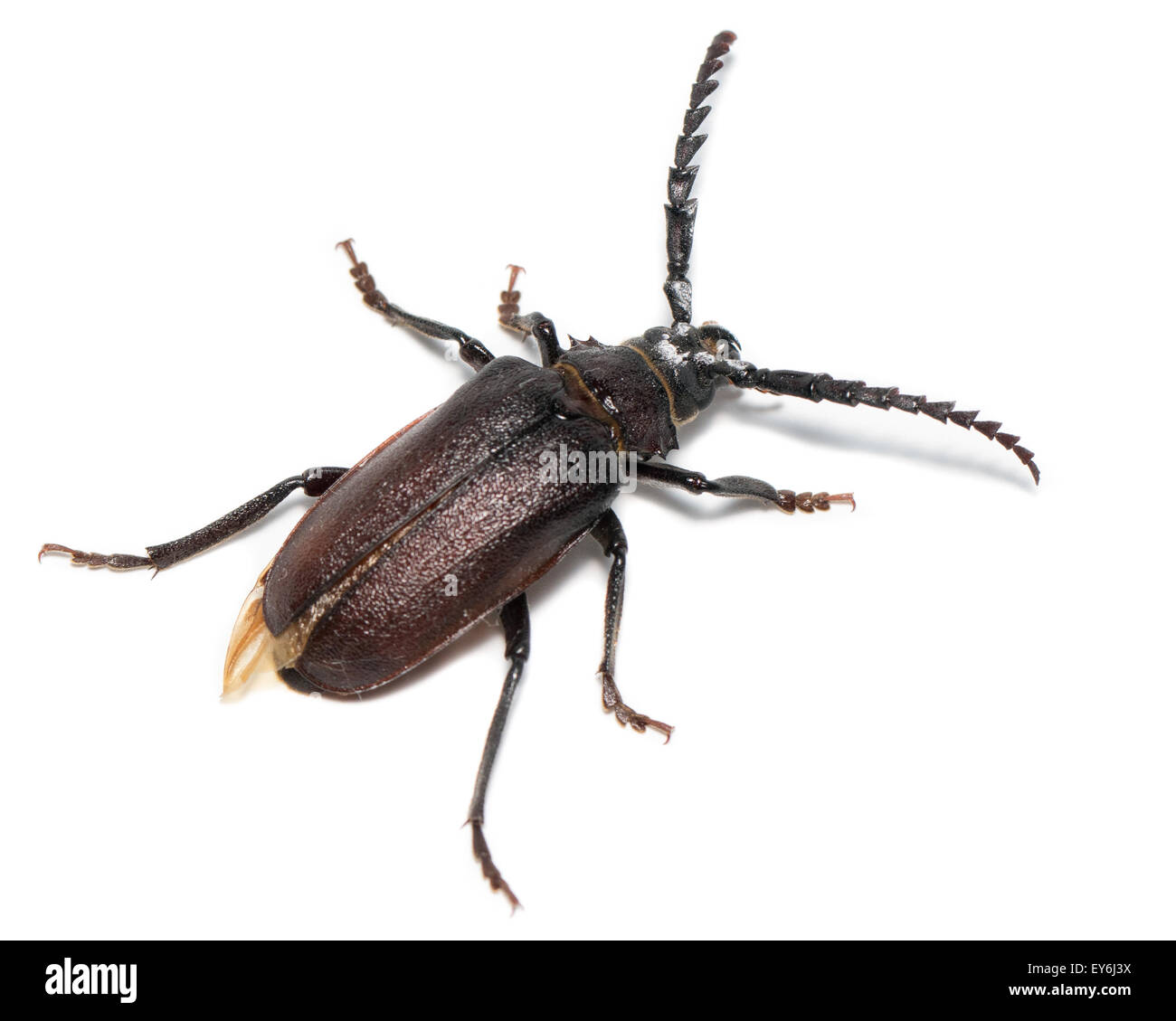 Prionus Coriarius, Sägen Käfer. Weiblich Stockfoto