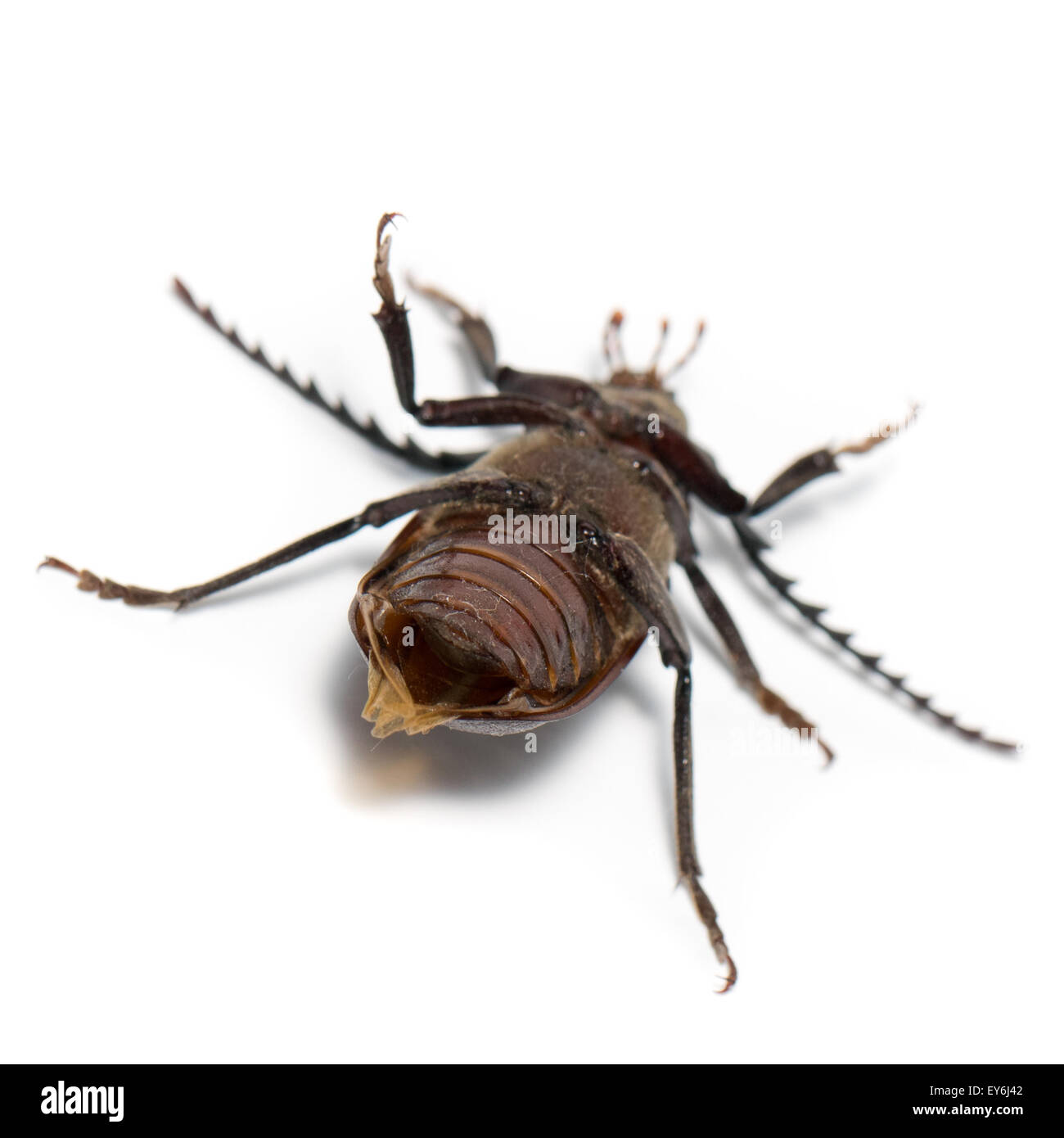 Prionus Coriarius, Sägen Käfer. Weiblich Stockfoto