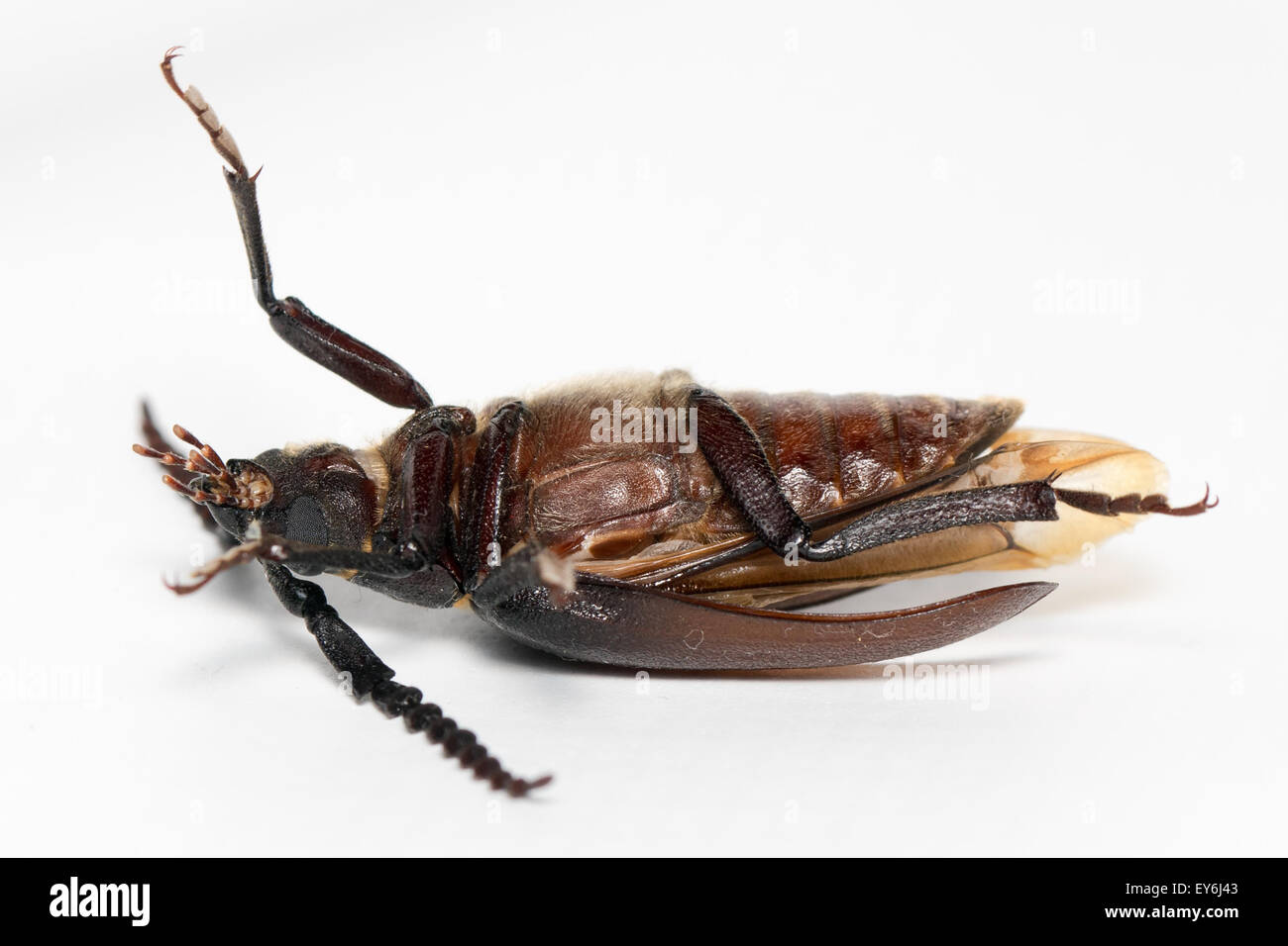 Prionus Coriarius, Sägen Käfer. Weiblich Stockfoto