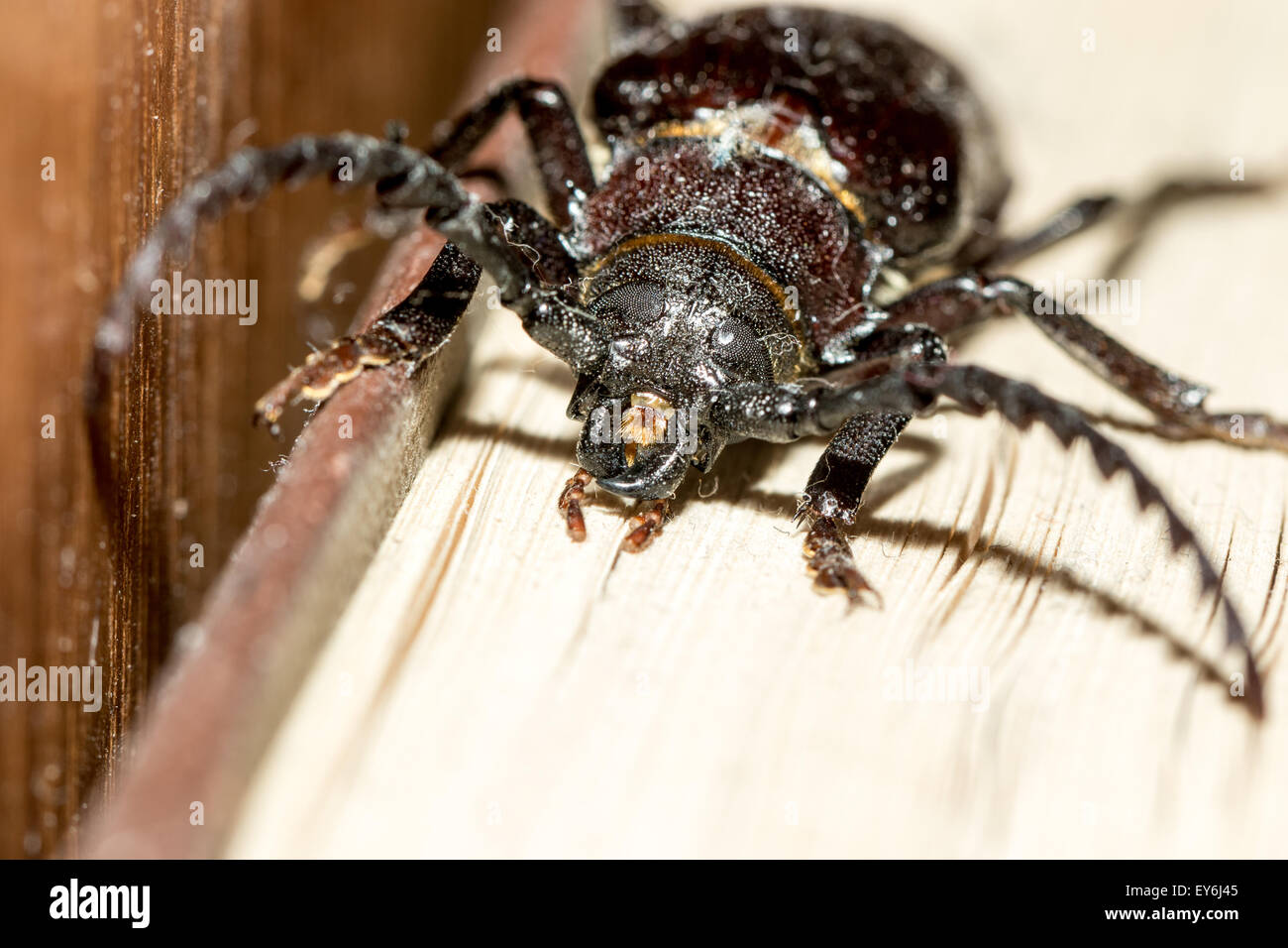 Prionus Coriarius, Sägen Käfer. Weiblich Stockfoto