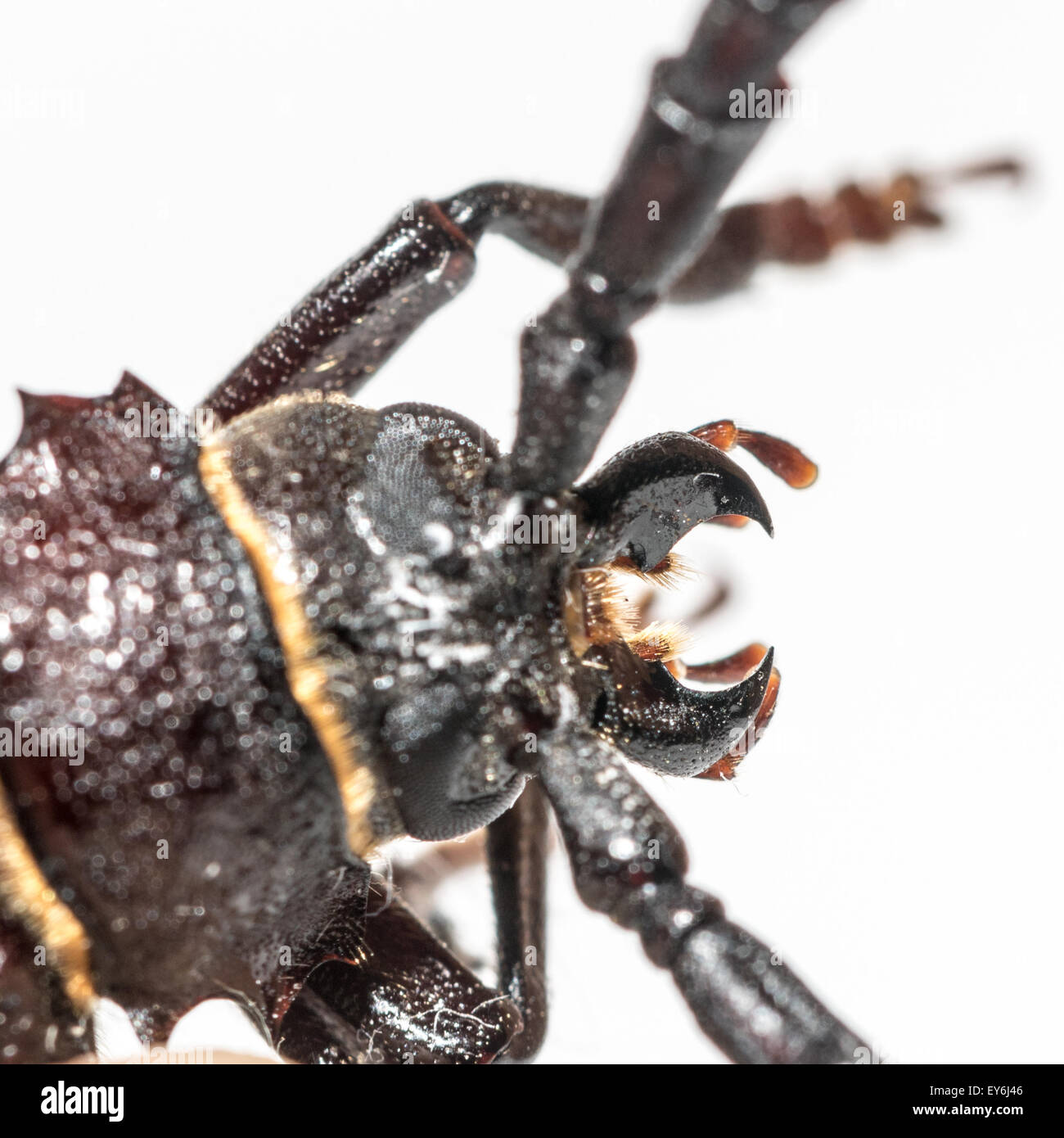 Prionus Coriarius, Sägen Käfer. Weiblich Stockfoto