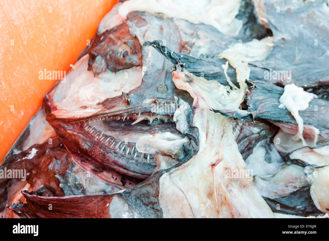 Seeteufel-Köpfe und Abfall in einer Kiste am Fischereihafen Stockfoto