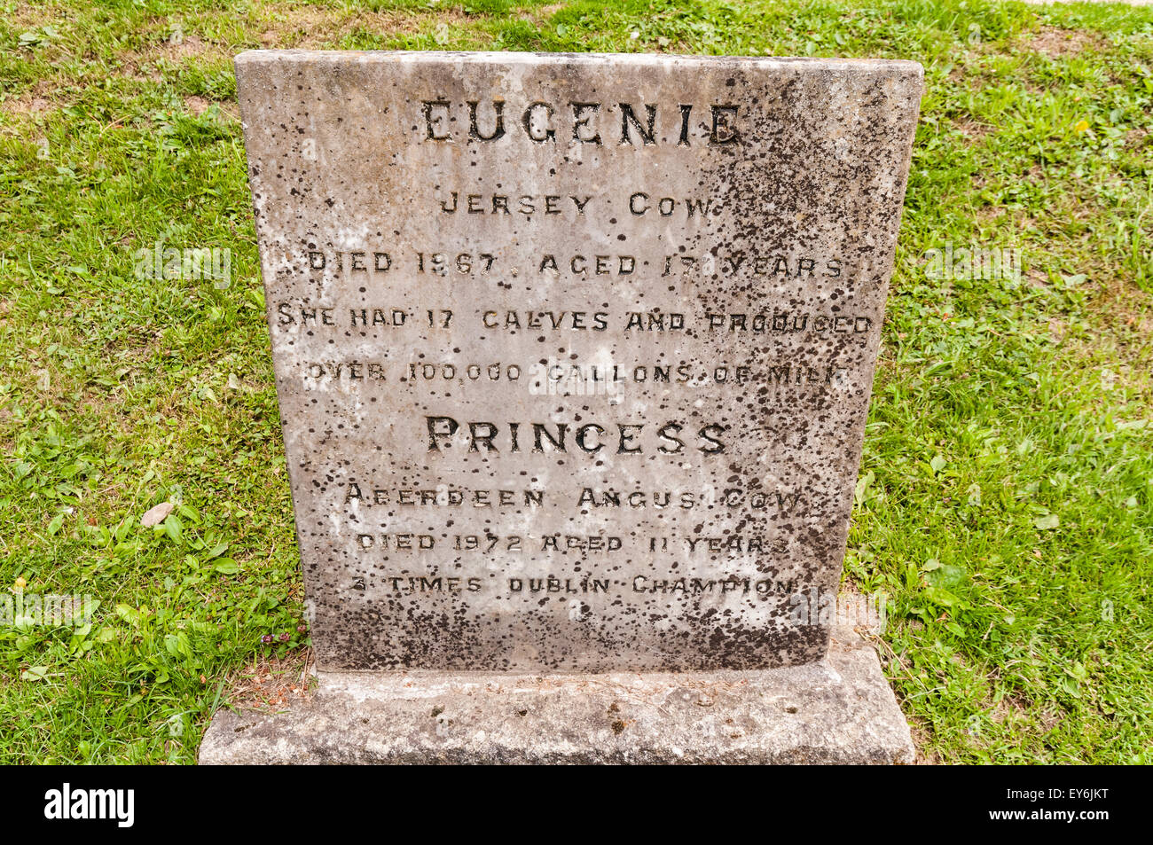 Grabstein für Jersey Kuh "Eugenie" und Aberdeen Angus "Prinzessin" in einem Tierfriedhof Stockfoto