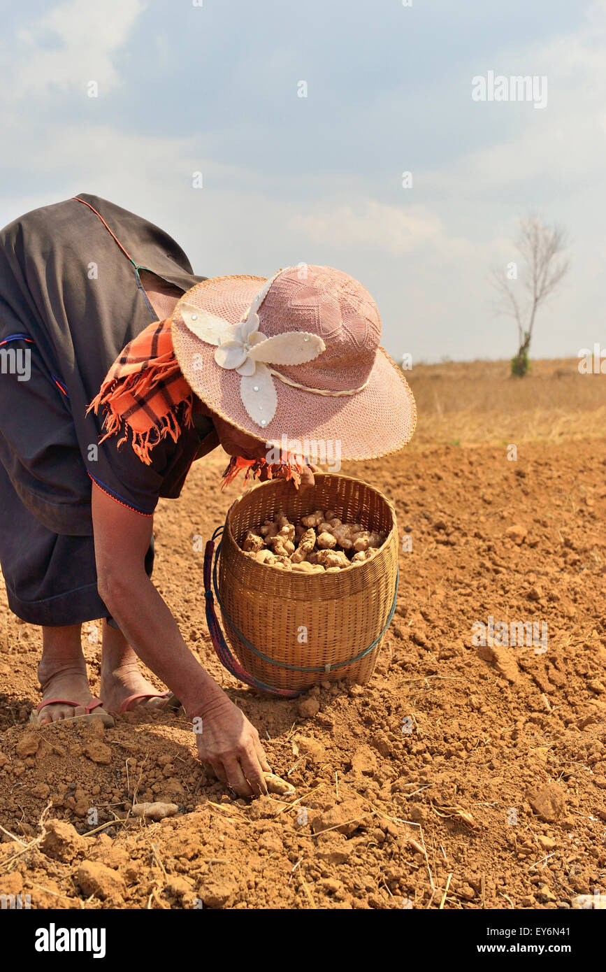 Farmerin beugt sich, um Ingwer auf einem Feld zu Pflanzen - Shan State, Myanmar (Burma) die ständige Arbeit hat sie mit einem deformierten Rücken zurückgelassen Stockfoto