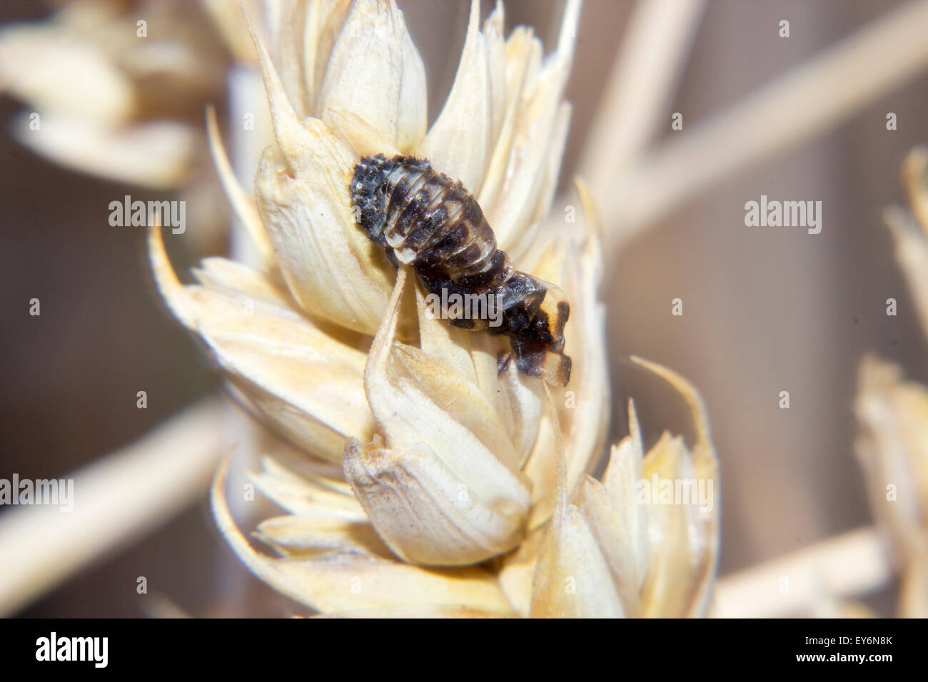 Mais-Schädling Stockfoto