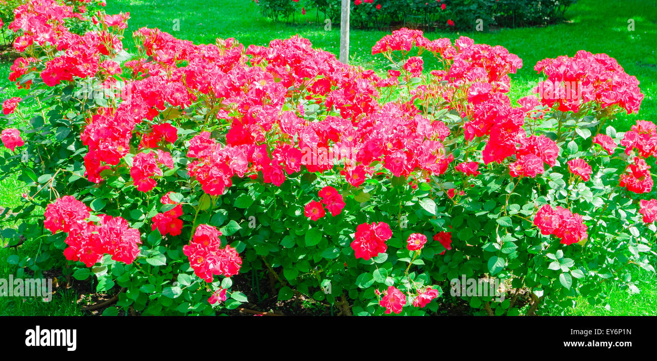 Blühender Strauch mit roten Rosen Stockfoto