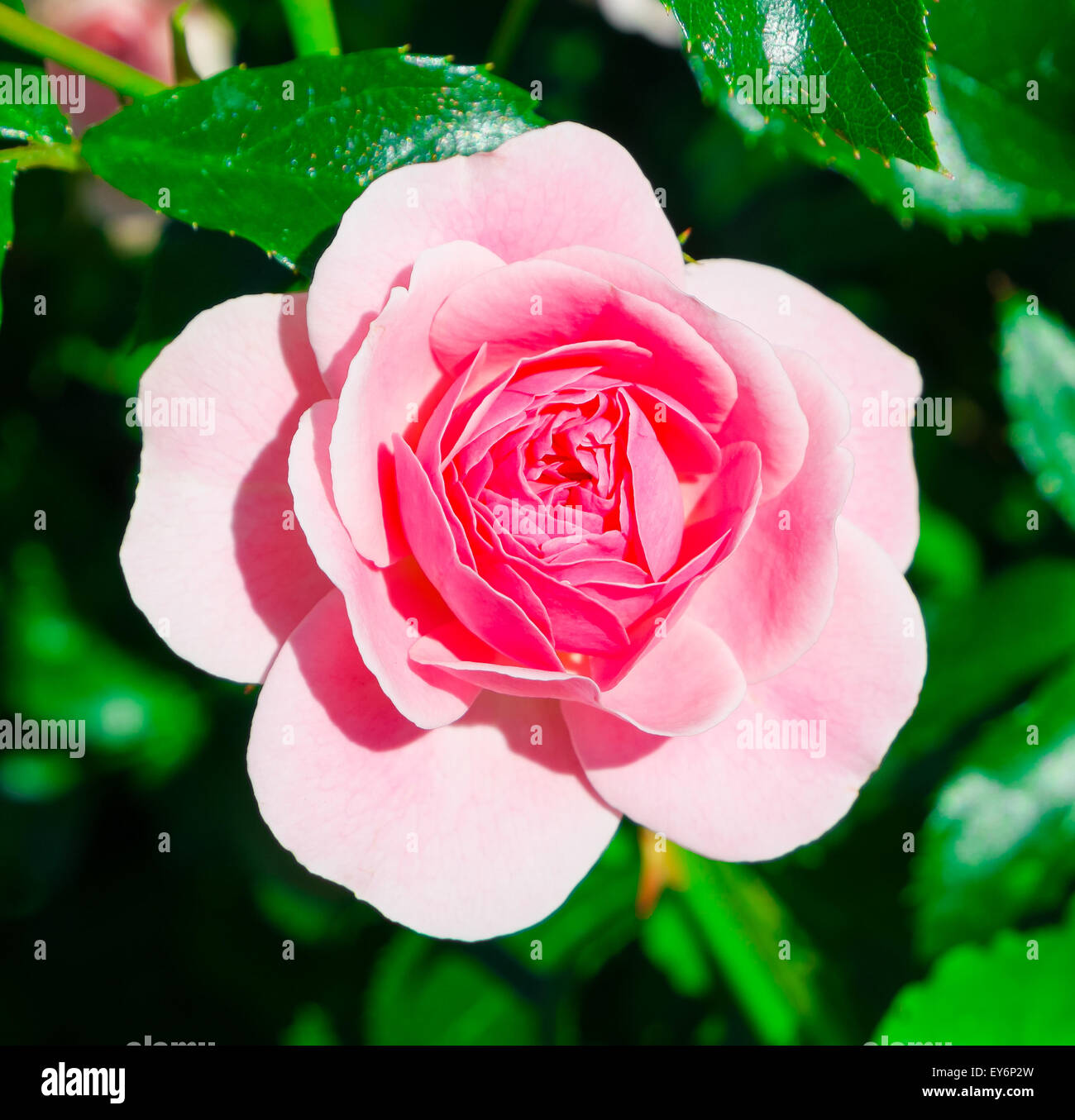 Eine rosa rose Blume Nahaufnahme Stockfoto