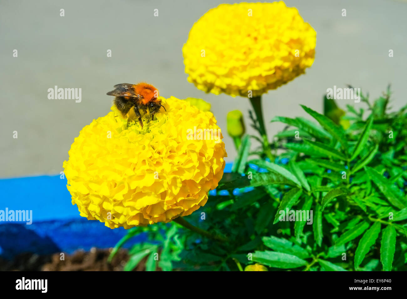 Bumblebee sammelt Nektar Stockfoto