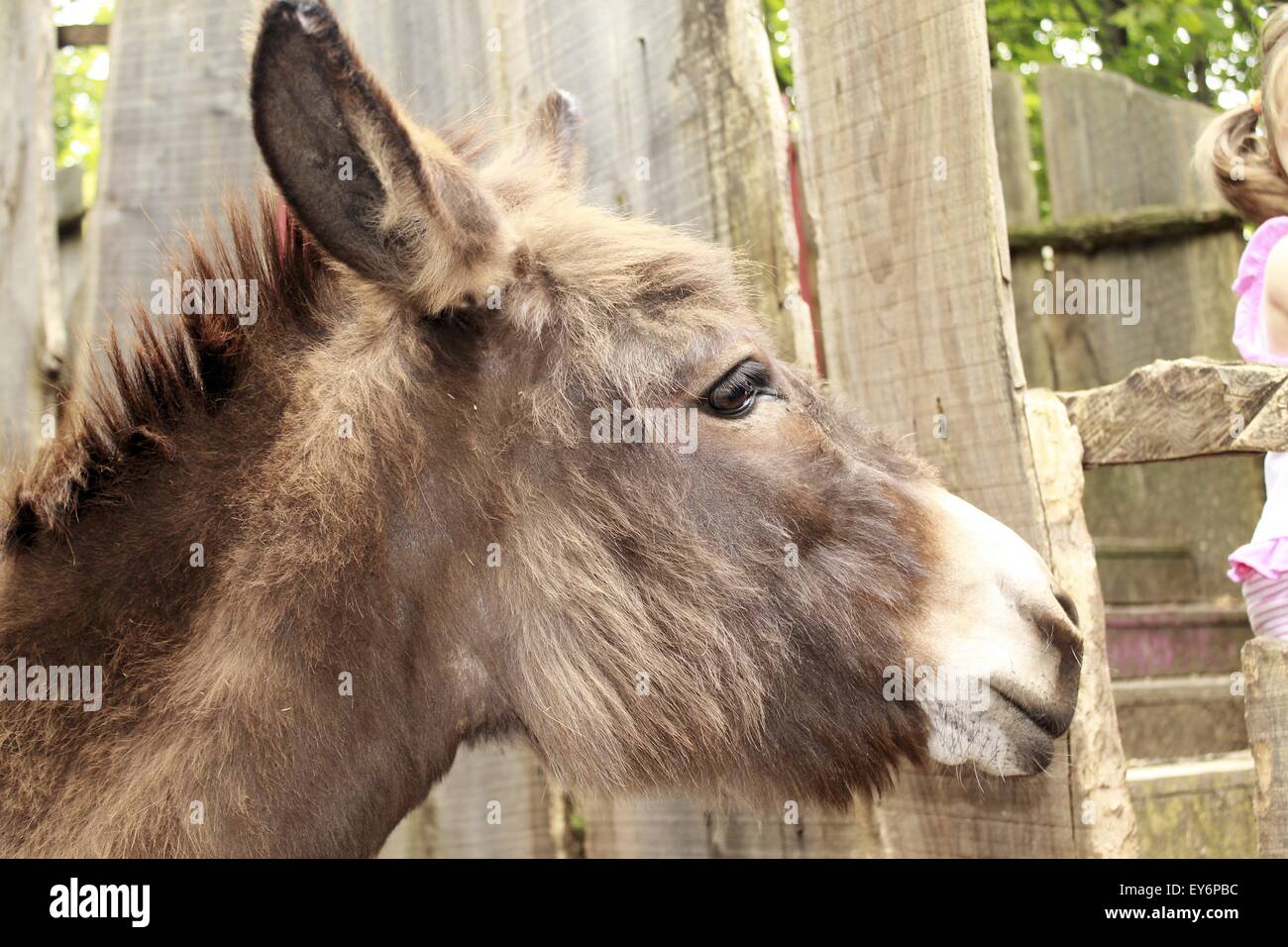 Esel in einen Zaun von der farm Stockfoto