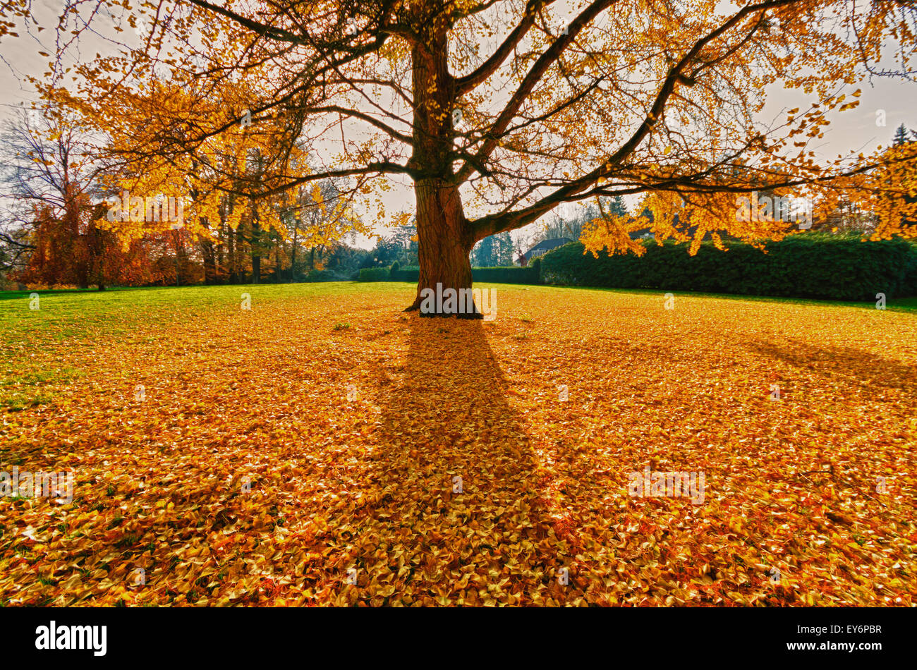 Ginkgo-Baum oder japanische Walnuss Baum in gelben Herbstfarben Stockfoto