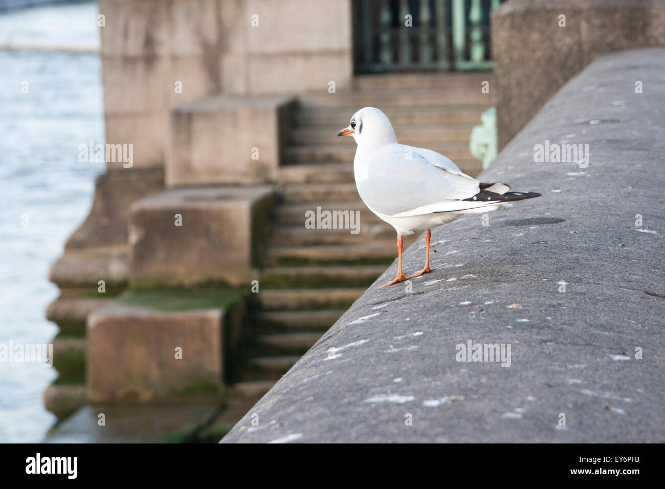 Eine Möwe thront auf Westminster Bridge in London Stockfoto