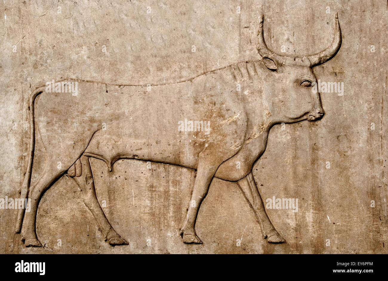 Karnak, Luxor, Ägypten. Tempel von Karnak Heiligen Gott Amon: die Hieroglyphe repräsentieren einen Stier Apis Stockfoto