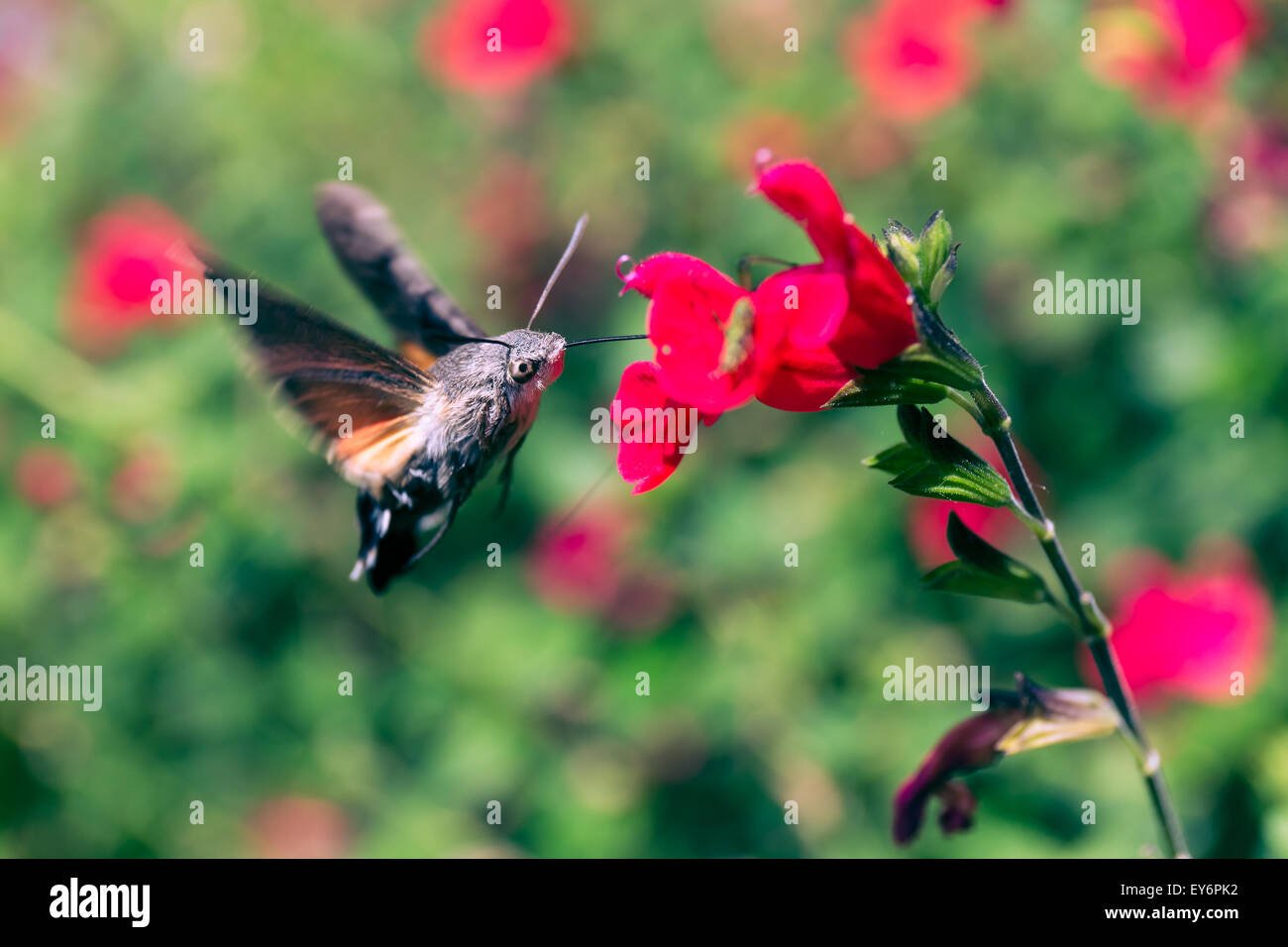 Kolibri Hawkmoth Fütterung Stockfoto