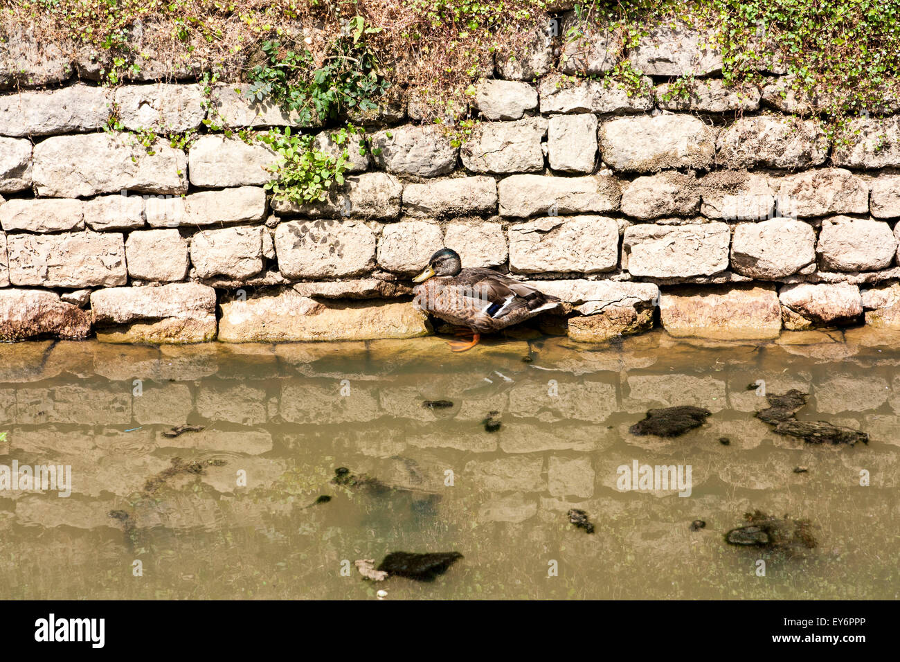 Eine Ente zu finden Schatten vor der Sonne gegen eine Wand am Ufer eines Baches Stockfoto