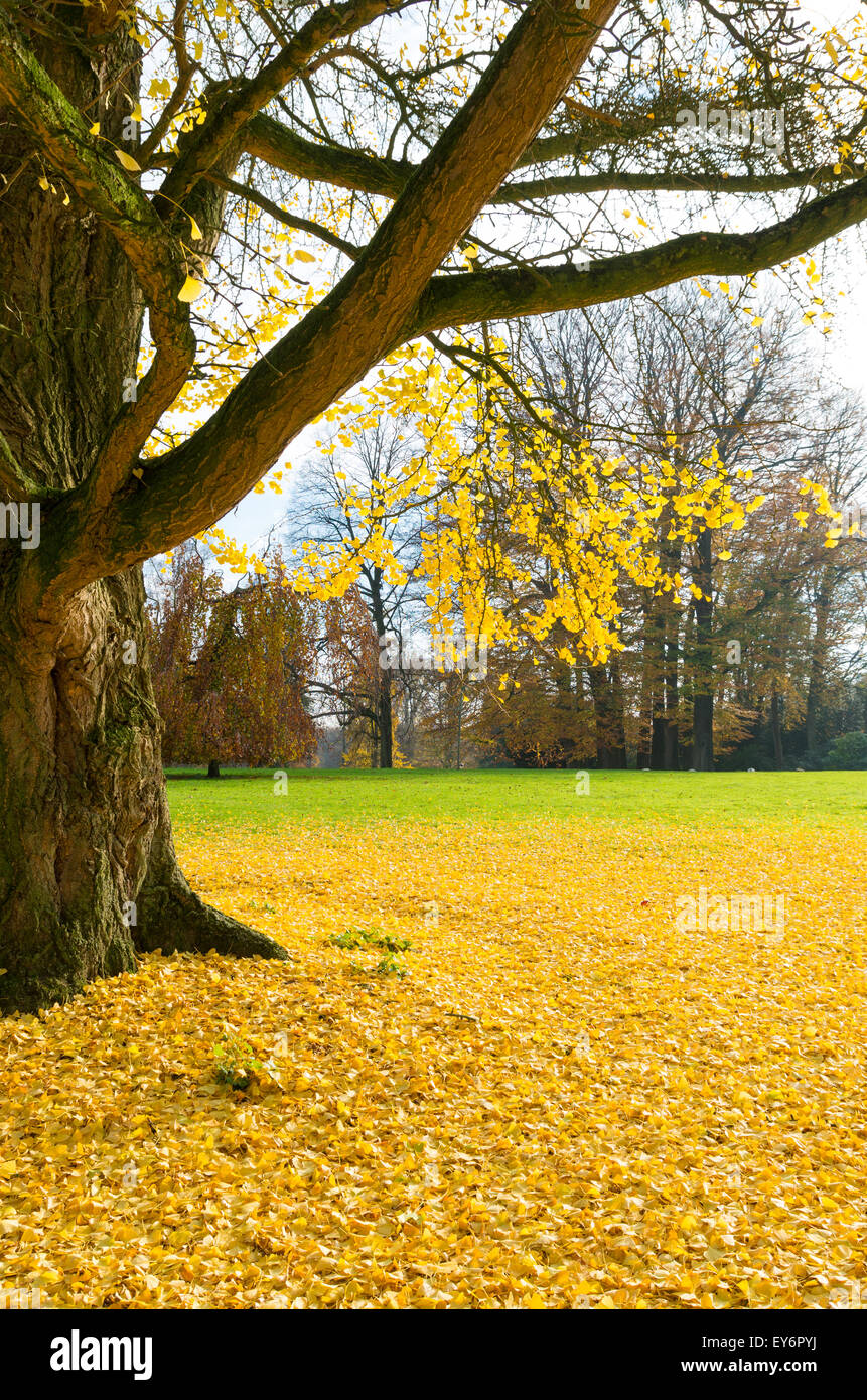Ginkgo-Baum oder japanische Walnuss Baum in gelben Herbstfarben Stockfoto