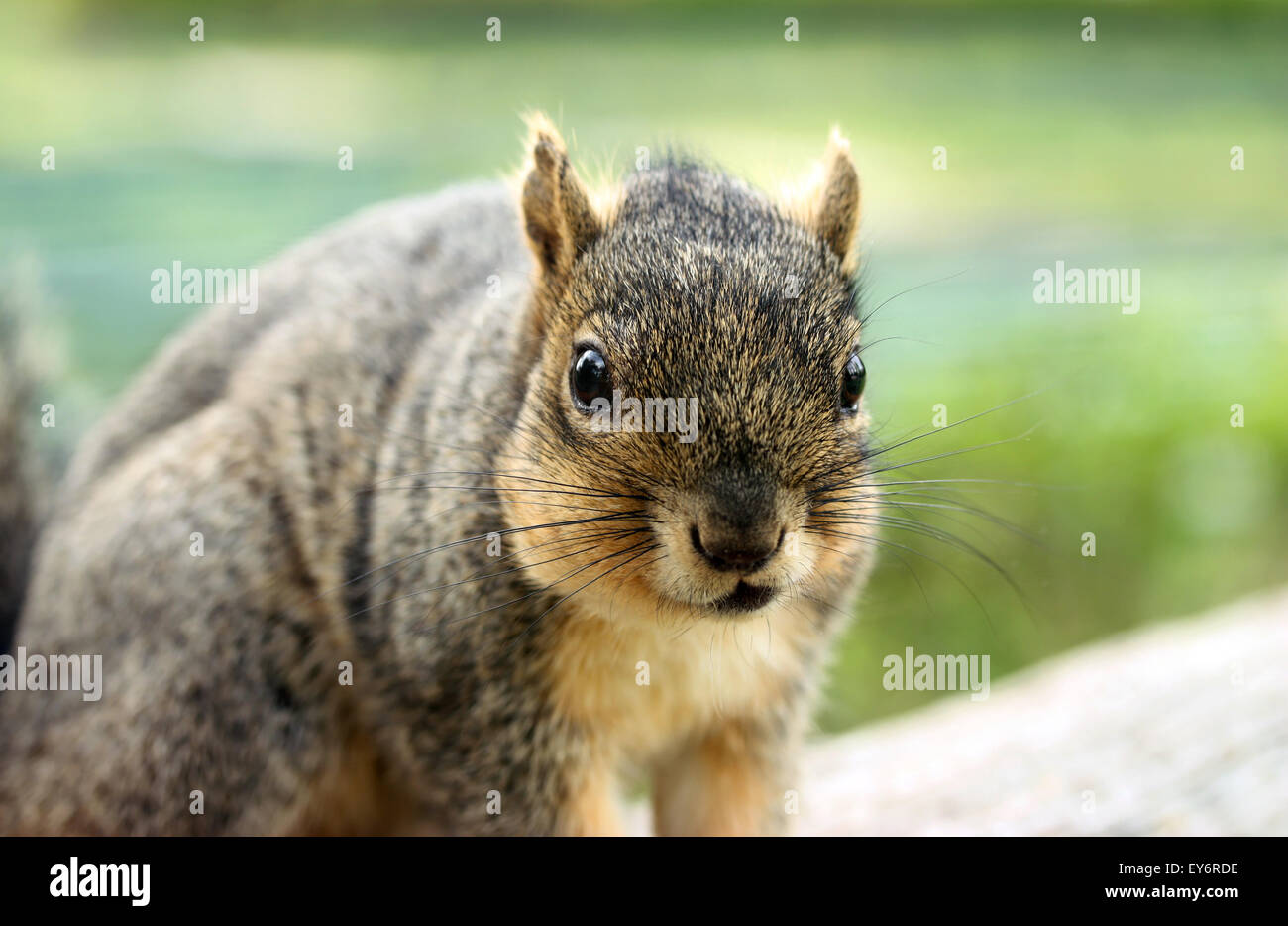 Grauhörnchen Portrait Stockfoto
