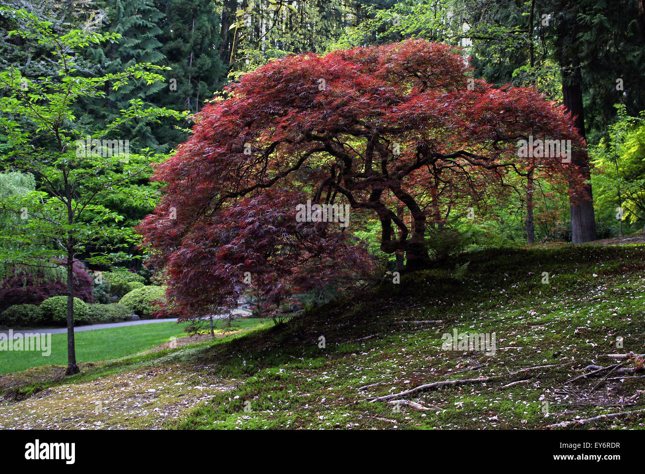 Japanischer Garten in Portland, Oregon Stockfoto