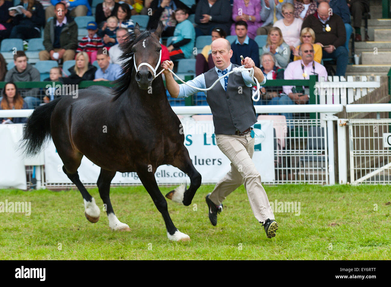 Llanelwedd, Powys, UK. 22. Juli 2015. Welsh Cobs konkurrieren in den Main-Ring am dritten Tag der Show. Die Royal Welsh Show wird als der größte & renommiertesten Veranstaltung ihrer Art in Europa gefeiert. Mehr als 200.000 Besucher erwartet diese Woche über die viertägige Show Zeitraum - 2014 sahen 237.694 Besucher, 1.033 Alpakas & ein Datensatz 7.959 Vieh Aussteller. Die erste show jemals war bei Aberystwyth in 1904 und zog 442 Vieh Einträge. Bildnachweis: Graham M. Lawrence/Alamy Live-Nachrichten. Stockfoto