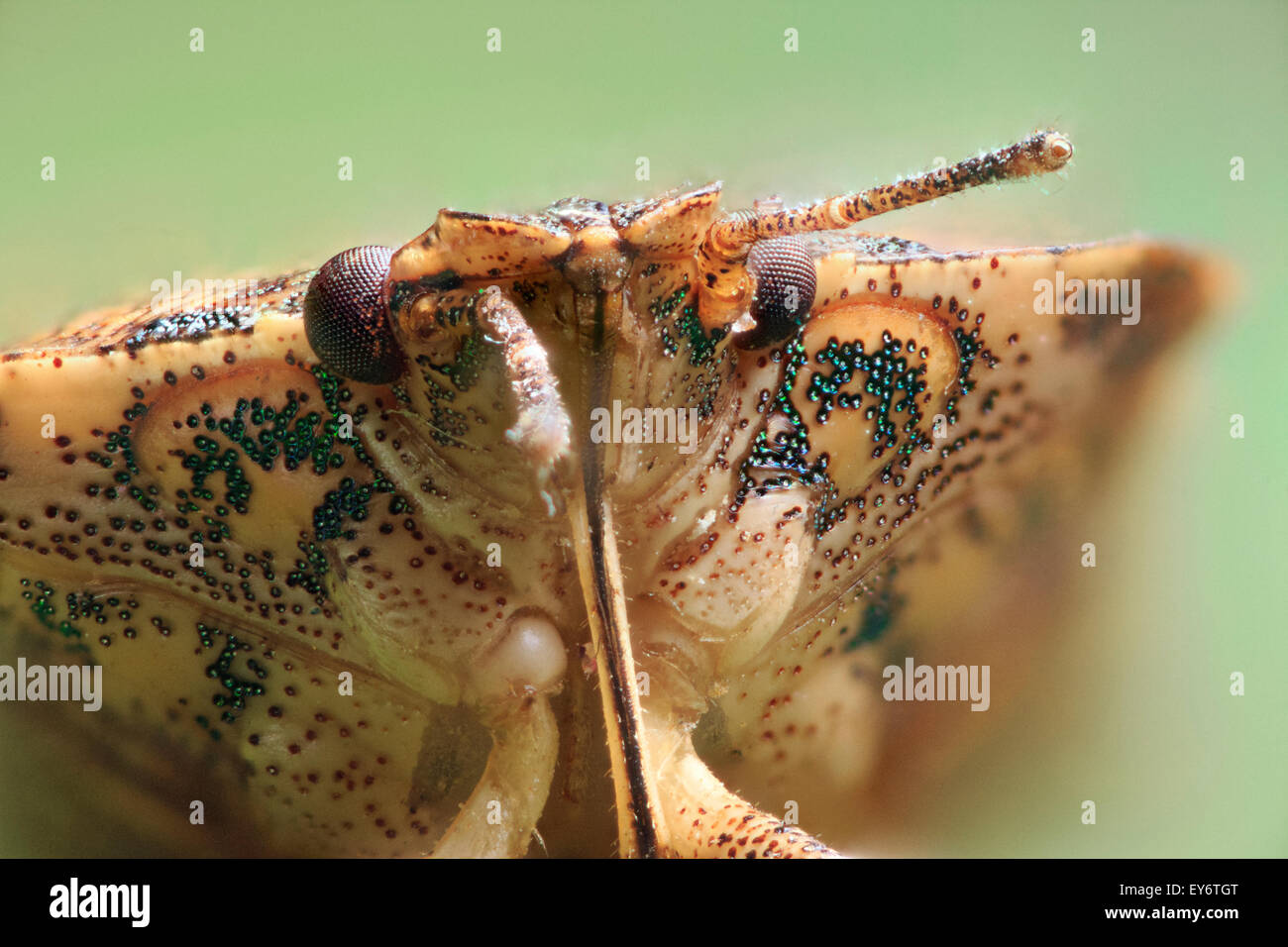 (Halyomorpha Halys) Braun Marmorated stinken Bug Nahaufnahme. Stockfoto