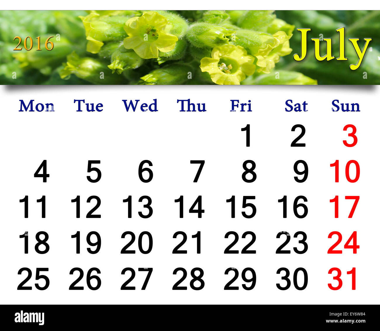 Kalender für Juli 2016 mit gelben Blüten der Tabak-Pflanze Stockfoto