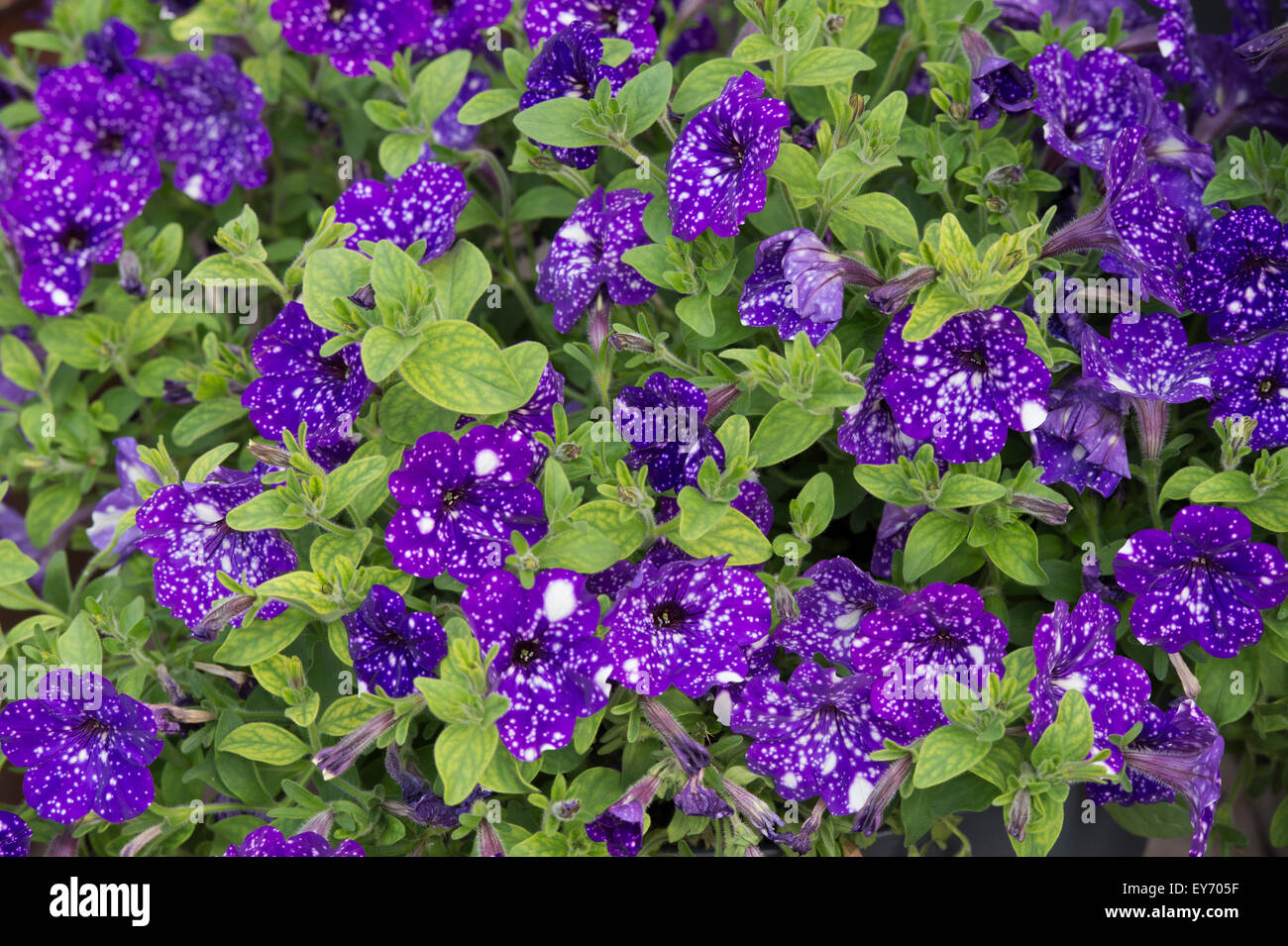 Petunien "Nachthimmel" Blumen Stockfoto