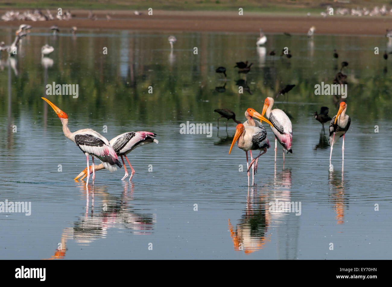 Bemalte Störche (Mycteria Leucocephala) Stockfoto