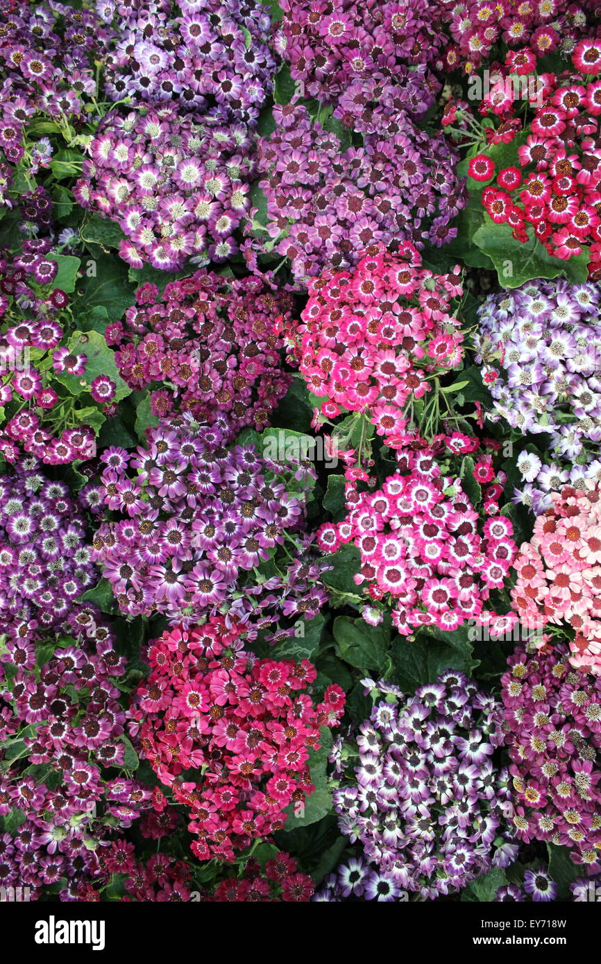 Muster von bunten Blumen schön cinerea Stockfoto
