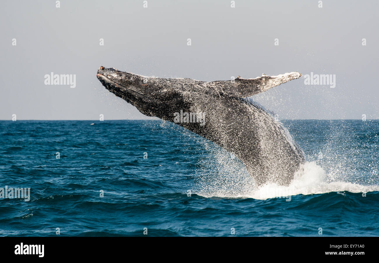 Buckelwal Bruch entlang der Wild Coast, South Africa Stockfoto