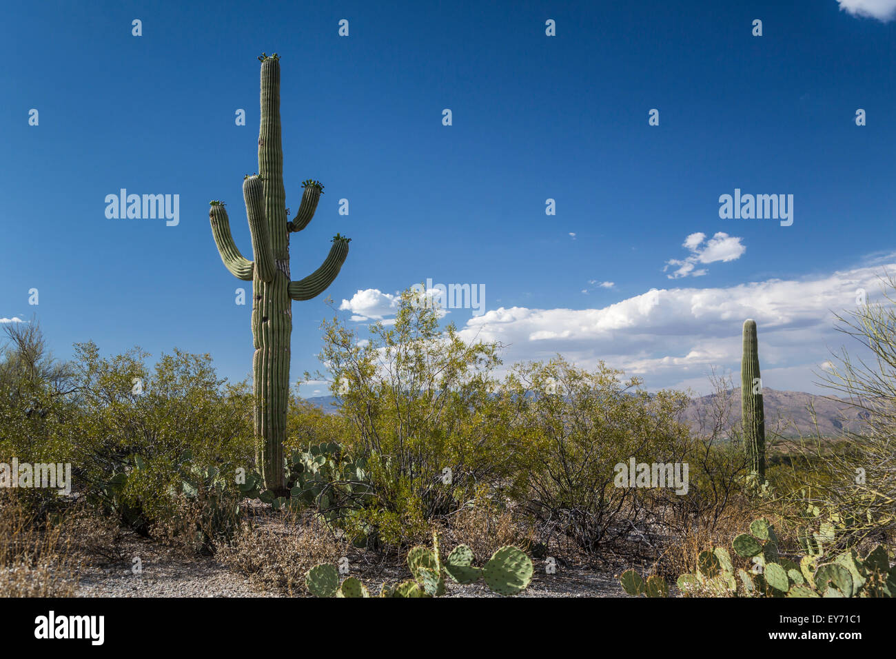Wüstenlandschaft mit Saguaro-Kaktus in der Saguaro National Park in der Nähe von Tucson, Arizona, USA. Stockfoto
