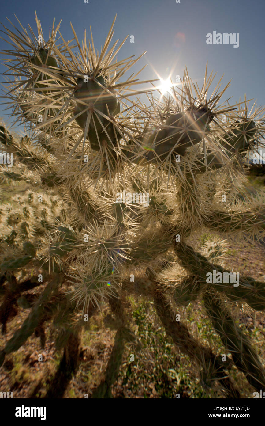 Teddy Bear Cholla Cactus, Opuntia Bigelovii, Organ Pipe National Monument, Arizona, USA Stockfoto