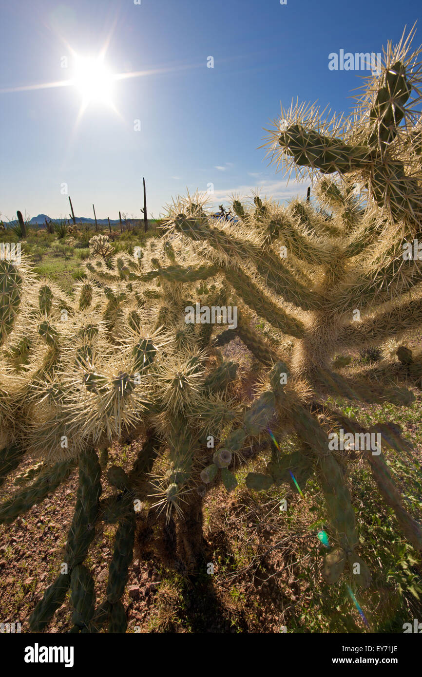 Teddy Bear Cholla Cactus, Opuntia Bigelovii, Organ Pipe National Monument, Arizona, USA Stockfoto