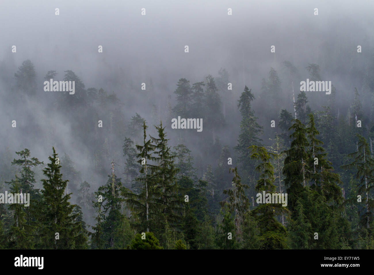 Einem nebligen Wald im pazifischen Nordwesten Stockfoto