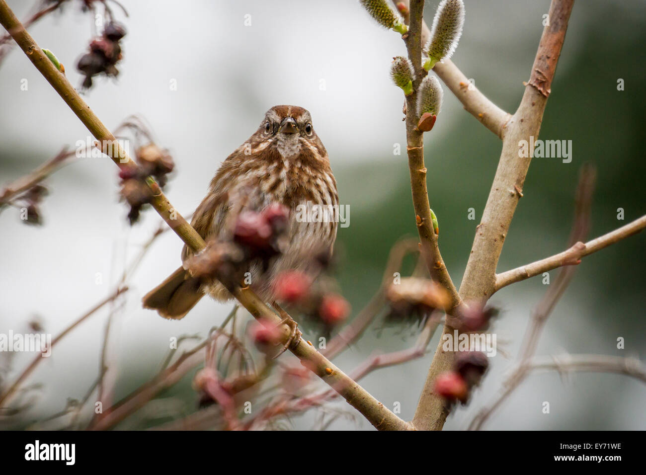 Eine kleine braune Spatz hockt unter den Ästen eines Baumes in einem Park in Seattle Stockfoto