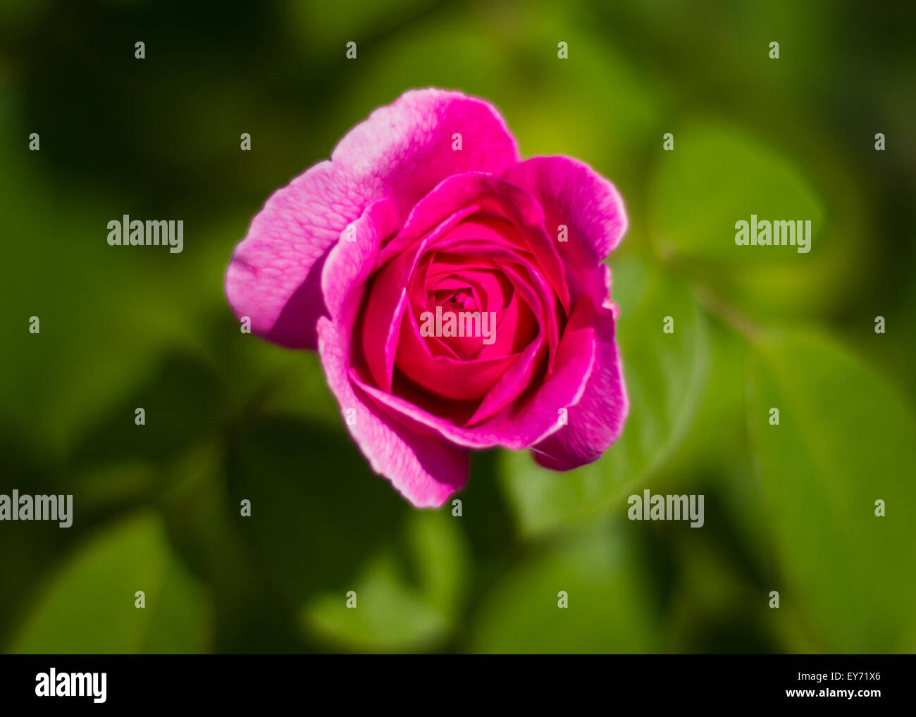 Rose mit Pflanzen im Hintergrund unscharf Stockfoto