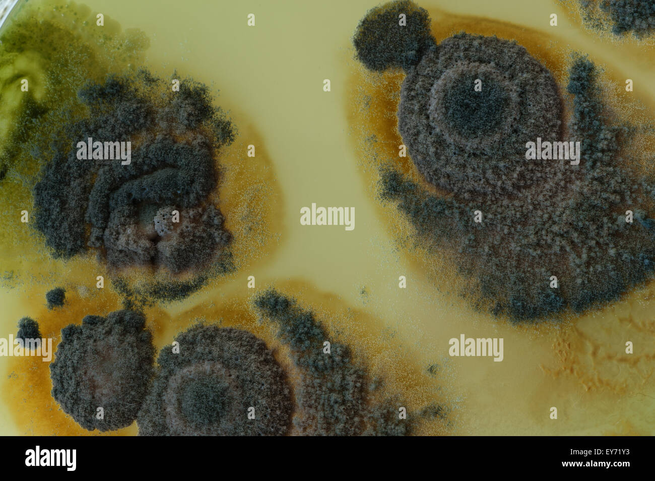 Interessante Muster an Grenzen zwischen Pin Schimmelpilze und die tiefgrüne türkis blaue Farbe der Sporen in penicillium Stockfoto