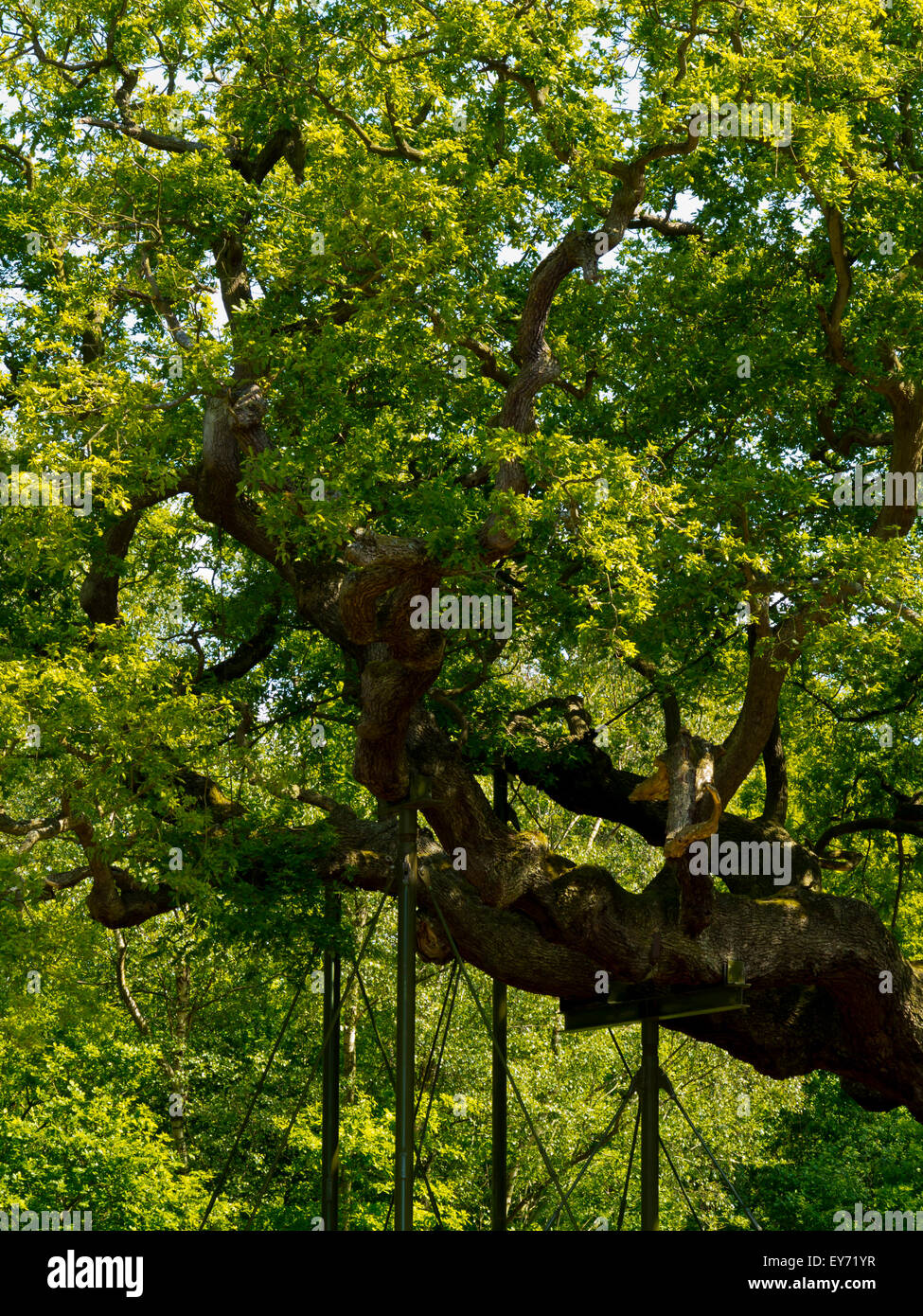 Unterstützungen zu Filialen auf großen Eiche Baum Quercus Robur in Sherwood Forest Nottinghamshire England Großbritannien, die etwa 1000 Jahre alt ist Stockfoto